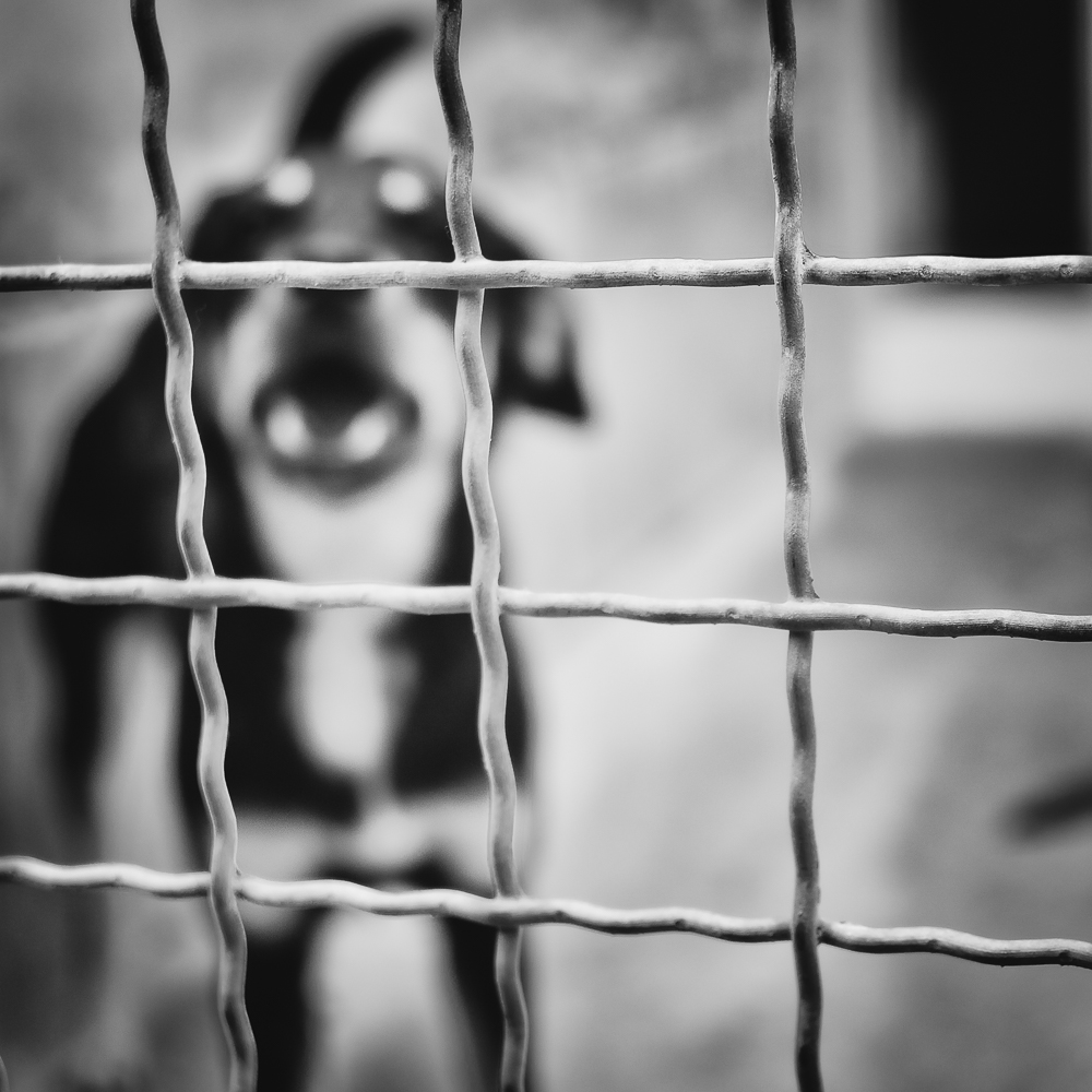 Das Wiener Tierschutzhaus - 2008 - 2021