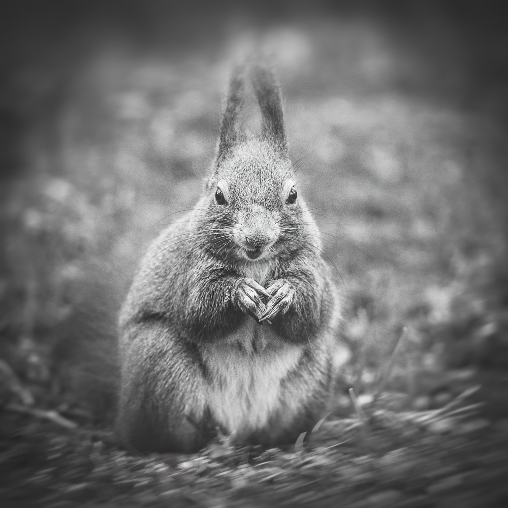 Fotografie Herbert Koeppel