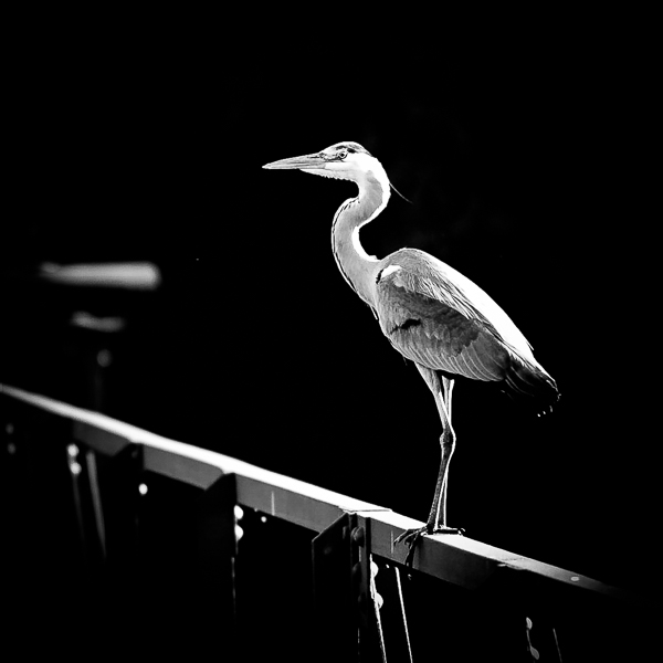 Graureiher balancierend auf einem Geländer der Stege #2 - 
2005 © Herbert Koeppel - Kat. No. D701