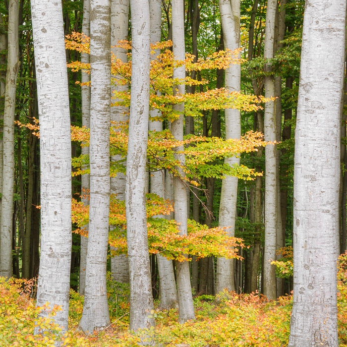 Ausgabe #20 - Gratis Print des Monats - Herbstlicher Wienerwald