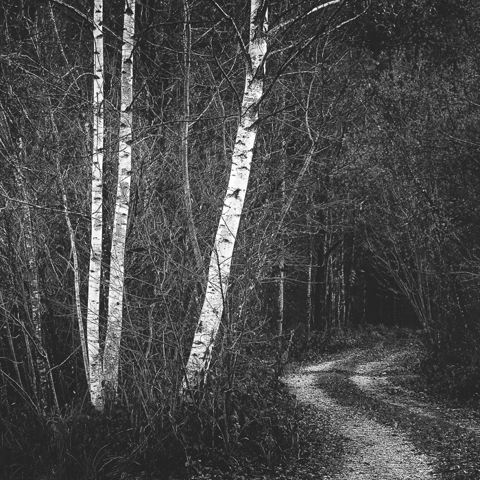 Birken am Rand - Wie Bilder wirken ...