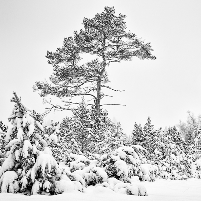 Impuls-Foto-Workshop:<br>Ab ins Tannersmoor - So 01.02.26<br>Für 3 Teilnehmer:innen ein exklusiver Winter-Tag