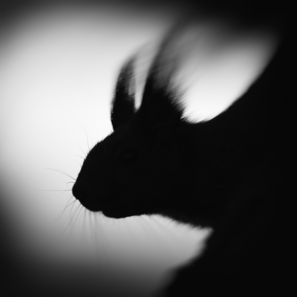 Squirrel Studies (2002-2003)