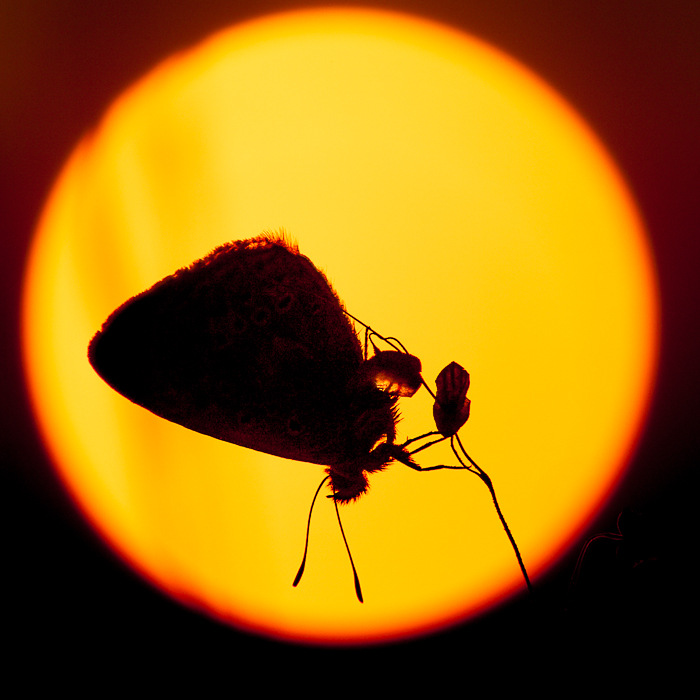 Gratis Print - Juli 2025 / Ausgabe 16