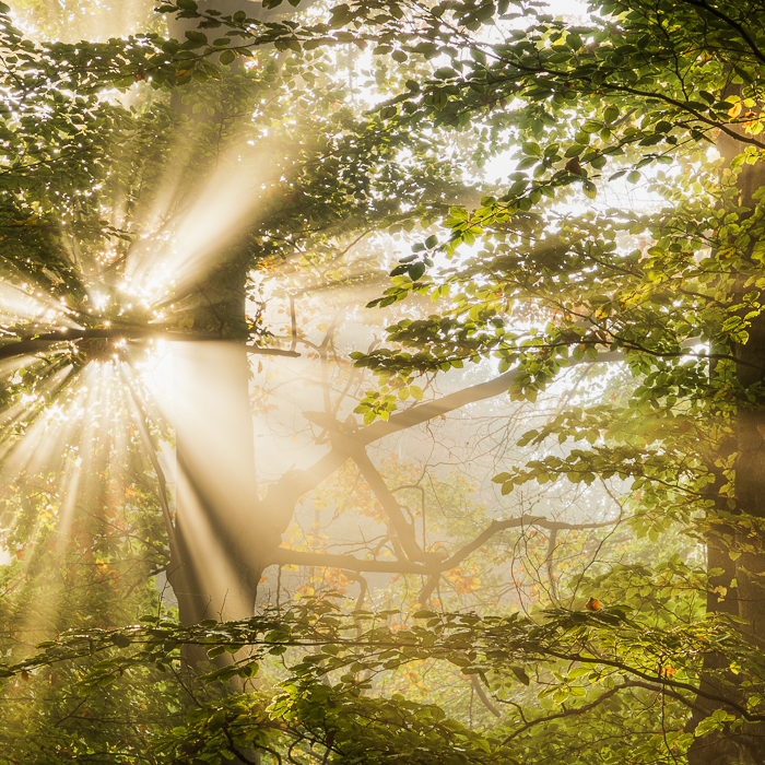 Gratis Print - Oktober 2024 / Ausgabe 7