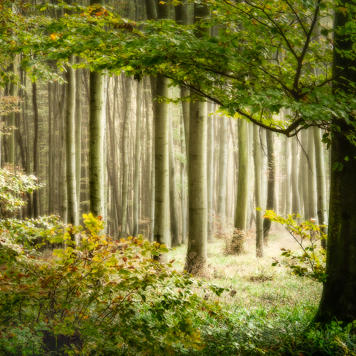 Gratis Print - November 2024 / Ausgabe 8