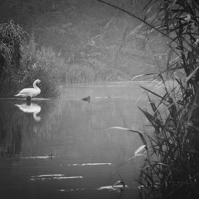 Gratis Print - Juli 2024 / Ausgabe 4