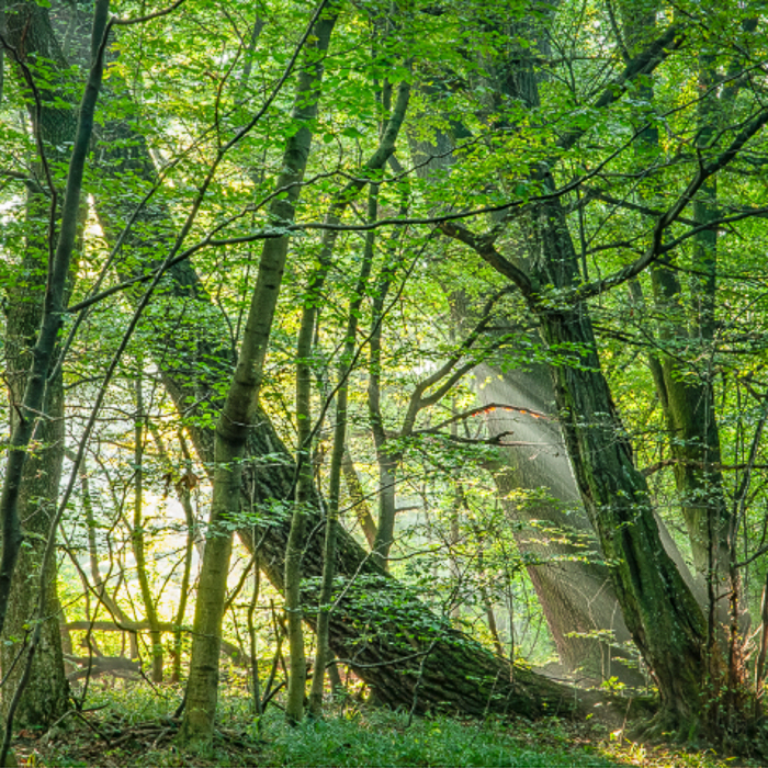 Gratis Print - September 2024 / Ausgabe 6