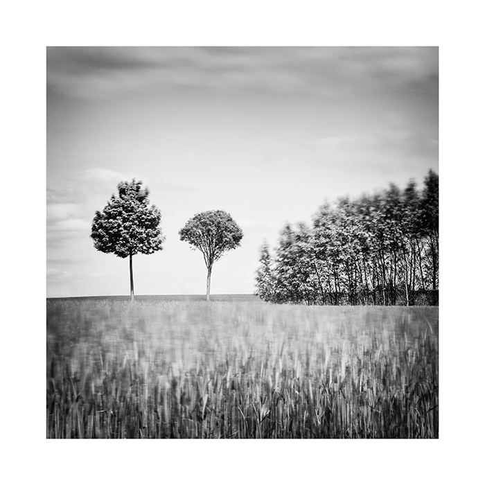 Print Groves, two trees and a cornfield