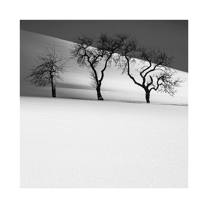 Print Drei Bäume / Three trees 