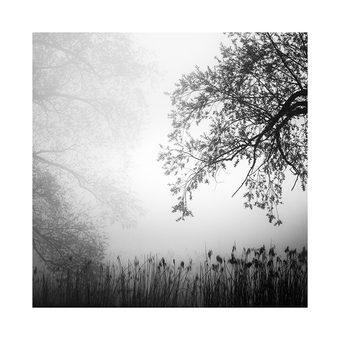 Print Schilf und Bäume im Nebel, Gesäuse, Styria, Austria
Kat. No. D404 / 2016
