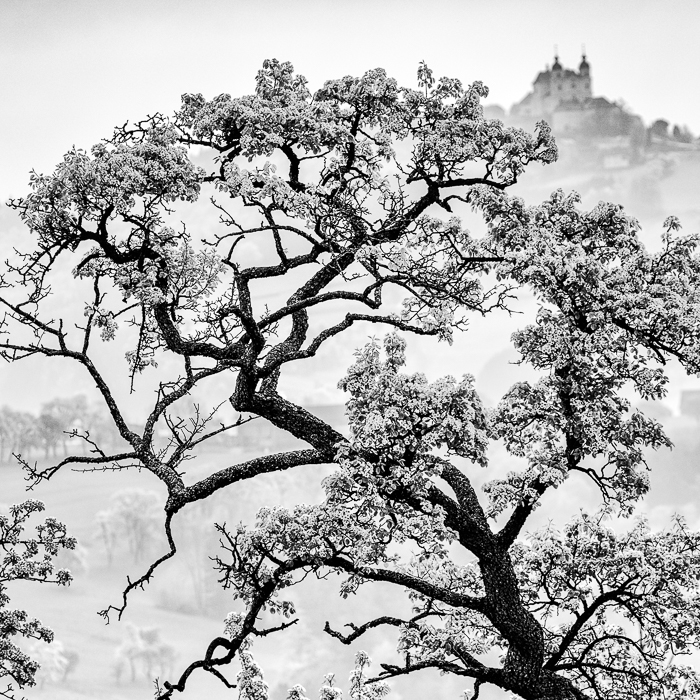 Landschaftsfotografie im Garten Mostviertel
